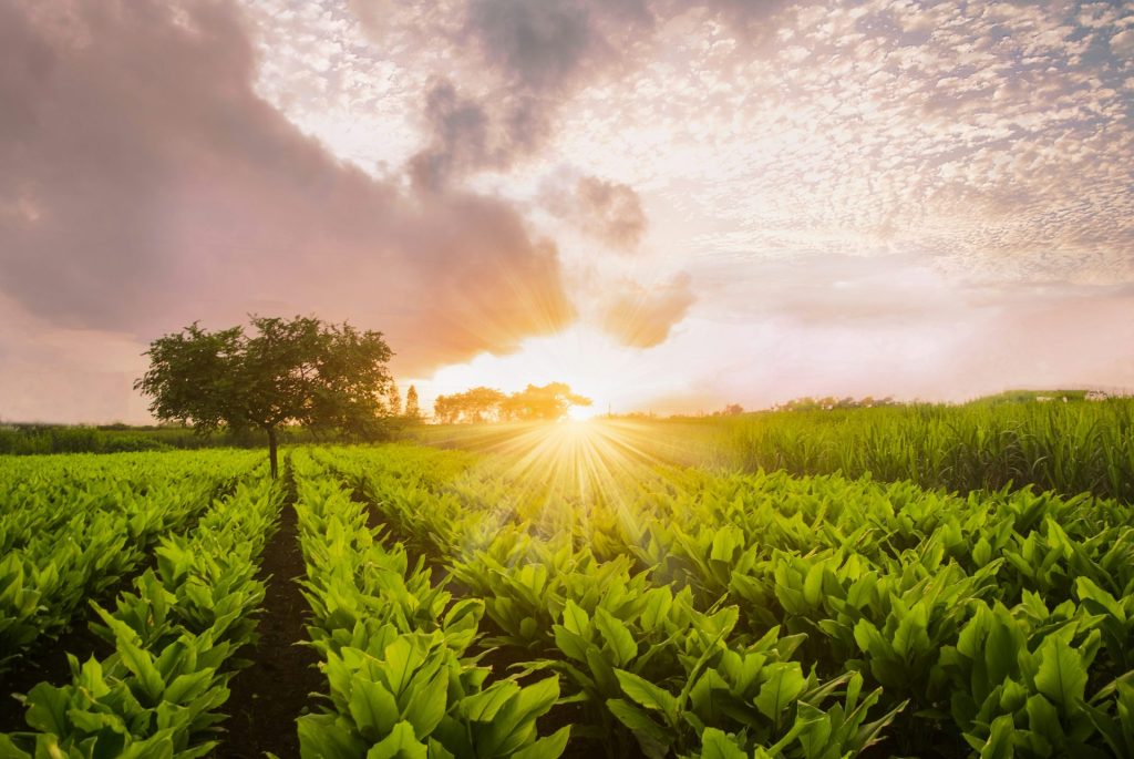 green plants under cloudy sky during daytime