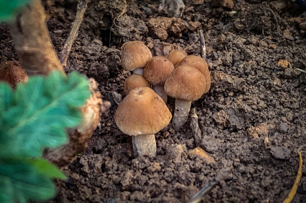 a group of mushrooms growing in the dirt