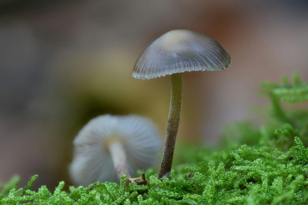 A couple of small mushrooms sitting on top of a moss covered ground