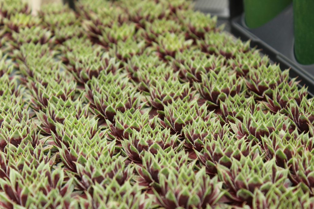 green and brown plant in close up photography