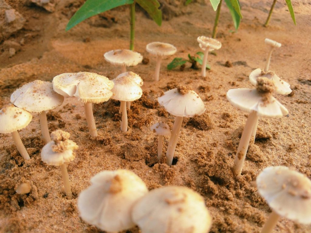 A group of mushrooms growing out of the ground