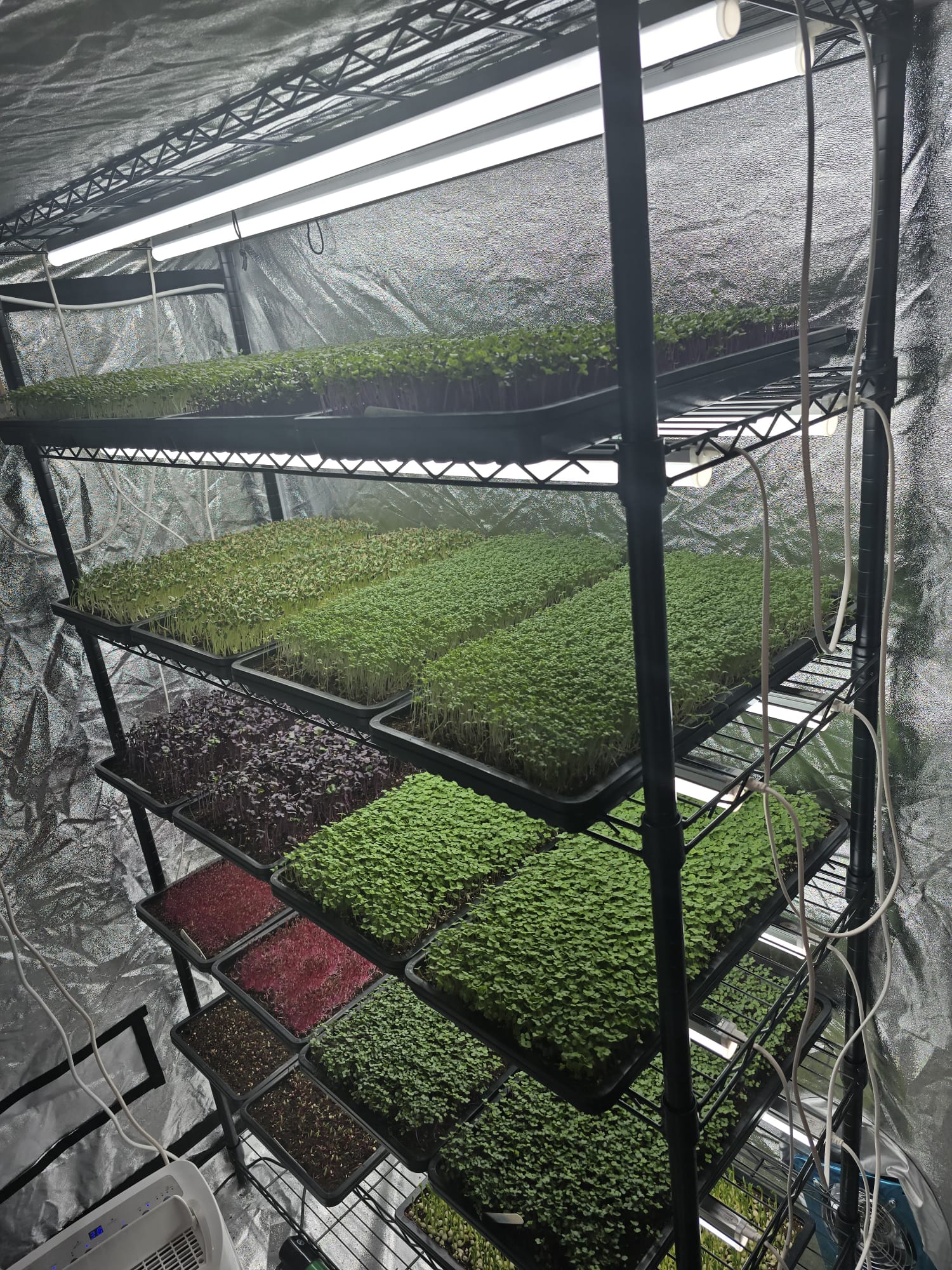 Leaves of small plants in chamber