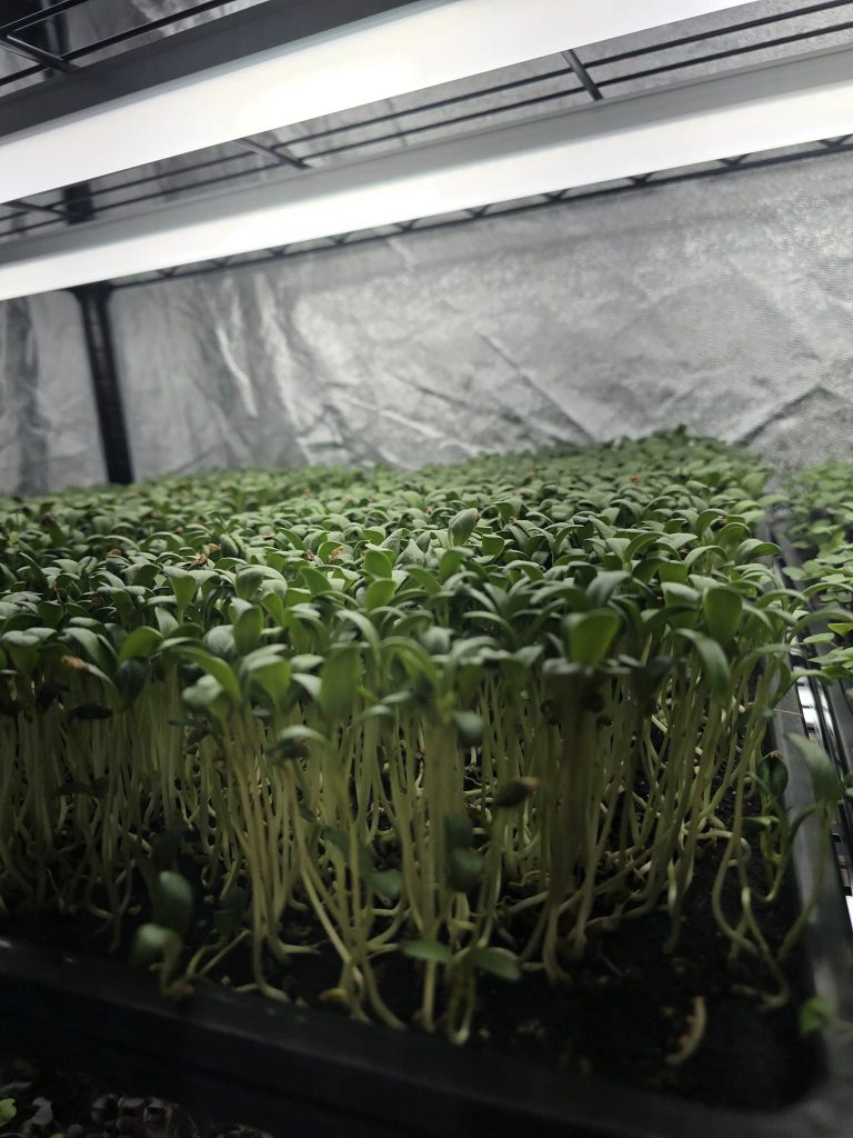 Leaves of small plant grown in chamber